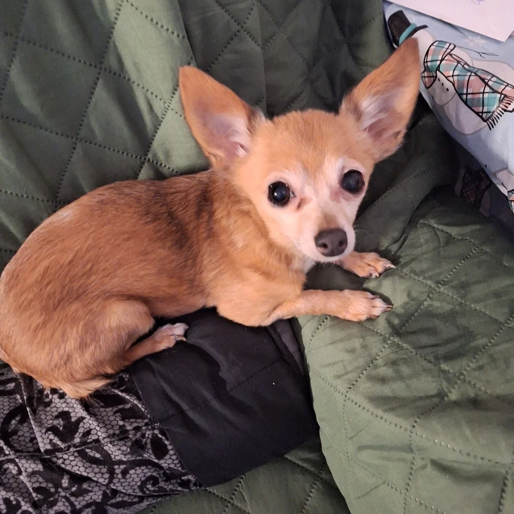 Flyer Number 1 - Picture 2 of 4